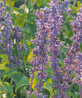 Mystic Spires Salvia