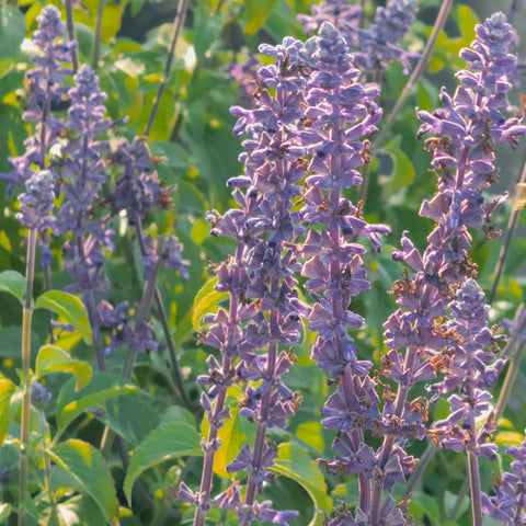 Mystic Spires Salvia