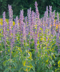 Mystic Spires Salvia