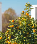 Nagami Tart Kumquat Tree