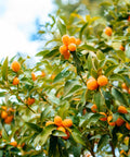 Nagami Tart Kumquat Tree