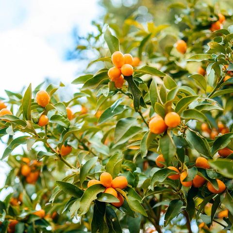 Nagami Tart Kumquat Tree