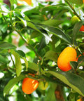 Nagami Tart Kumquat Tree