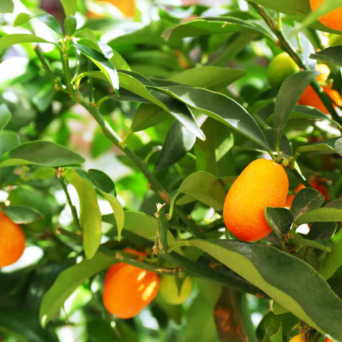 Nagami Tart Kumquat Tree