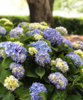 Nantucket Blue™ Hydrangea
