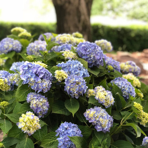 Nantucket Blue™ Hydrangea