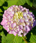 Nantucket Blue™ Hydrangea