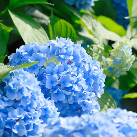 Nantucket Blue™ Hydrangea