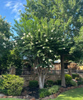 Natchez Crape Myrtle