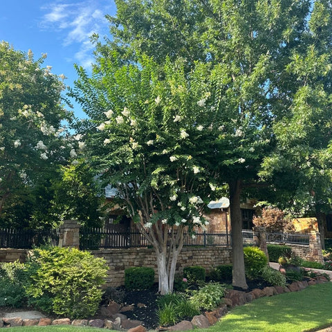 Natchez Crape Myrtle