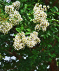 Natchez Crape Myrtle