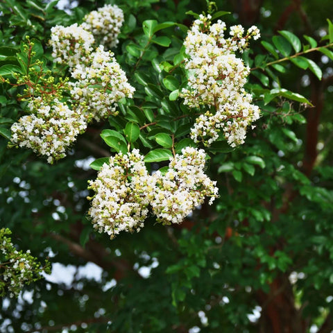 Natchez Crape Myrtle