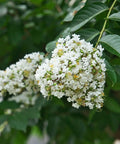 Natchez Crape Myrtle