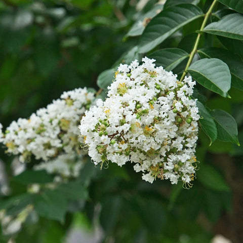 Natchez Crape Myrtle