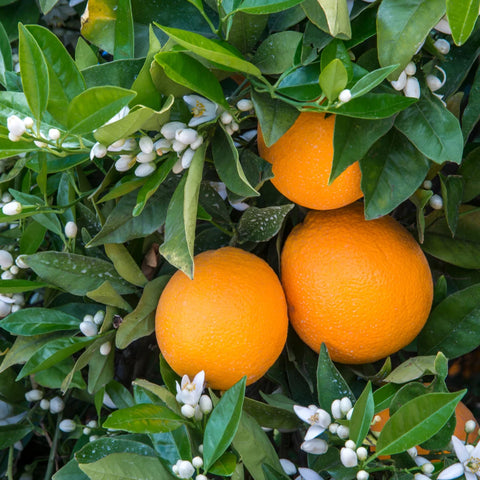 Navel Orange Tree