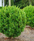 NewGen Freedom Boxwood