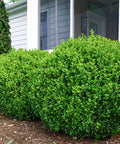 NewGen Freedom Boxwood