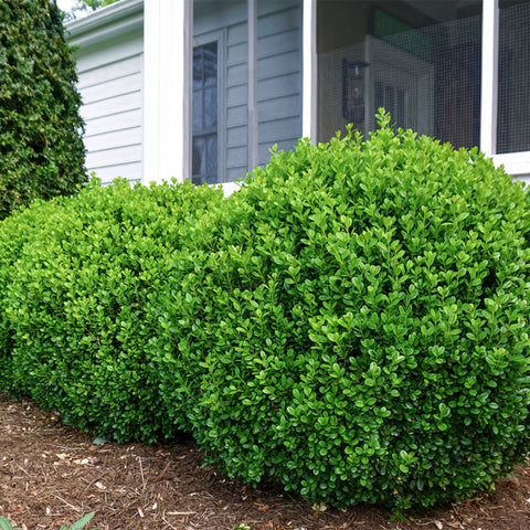 NewGen Freedom Boxwood