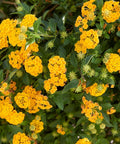 New Gold Lantana