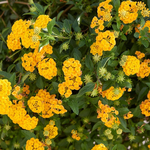 New Gold Lantana