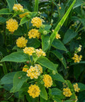 New Gold Lantana