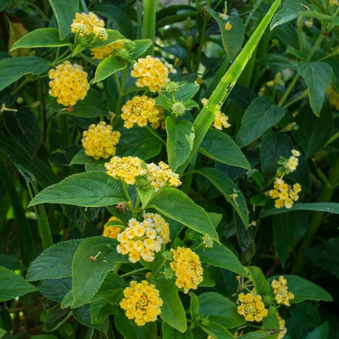 New Gold Lantana