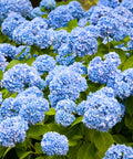 Nikko Blue Hydrangea