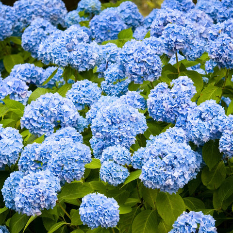 Nikko Blue Hydrangea