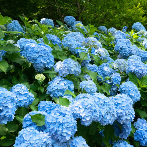 Nikko Blue Hydrangea