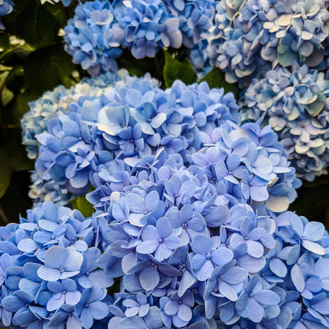 Nikko Blue Hydrangea