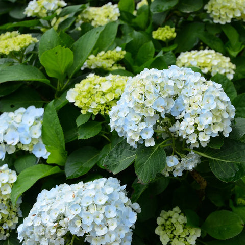 Nikko Blue Hydrangea