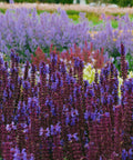 Noble Knight Meadow Sage