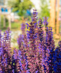 Noble Knight Meadow Sage