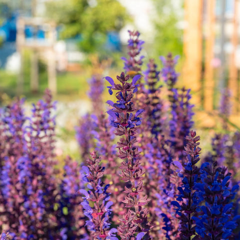 Noble Knight Meadow Sage