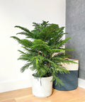 Norfolk Island Pine