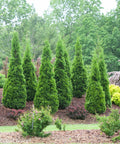 North Pole Arborvitae