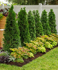 North Pole Arborvitae