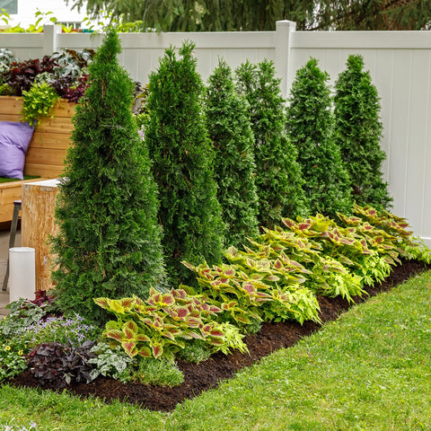 North Pole Arborvitae
