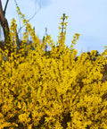 Northern Gold Forsythia