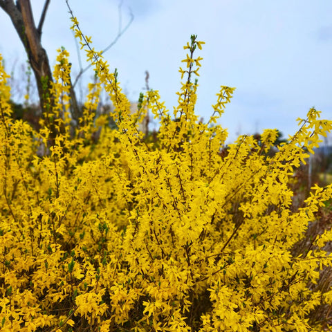 Northern Gold Forsythia