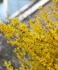 Northern Gold Forsythia