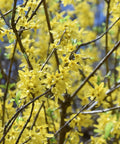 Northern Gold Forsythia