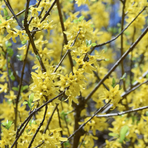 Northern Gold Forsythia