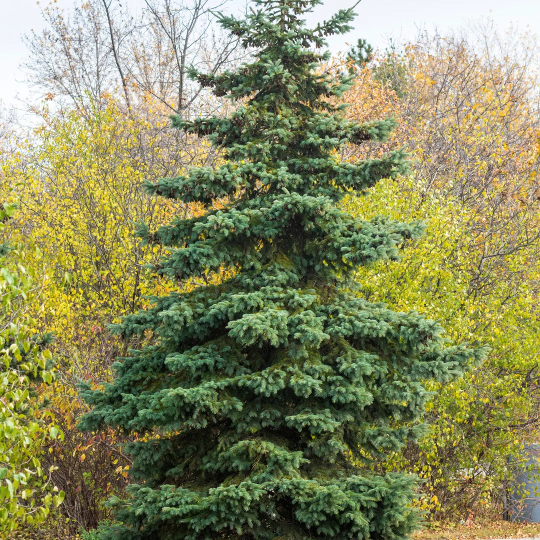 Norway Spruce Tree | Fast Growing Evergreen Privacy Tree – Simply Trees