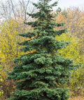 Norway Spruce Tree