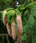Norway Spruce Tree