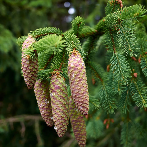 Norway Spruce Tree