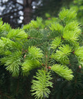 Norway Spruce Tree