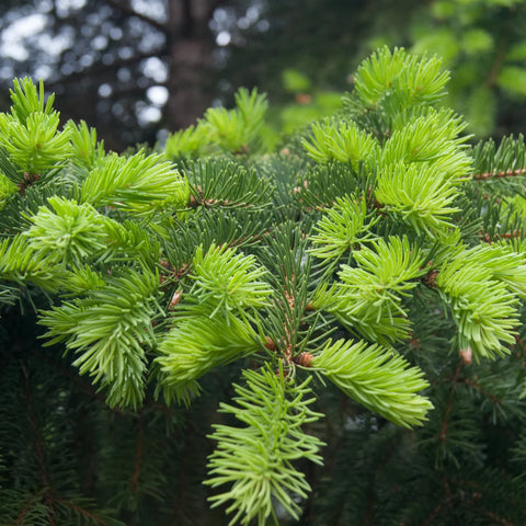 Norway Spruce Tree