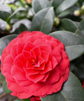 Nuccios Bella Rosa Camellia